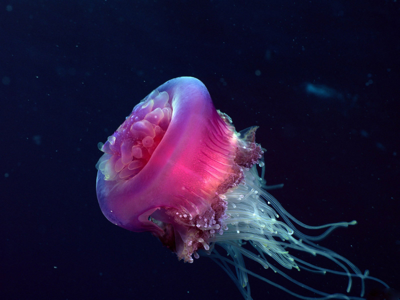 1600x1200 px, 17, bokeh, jelly, jellyfish, ocean, sea, underwater