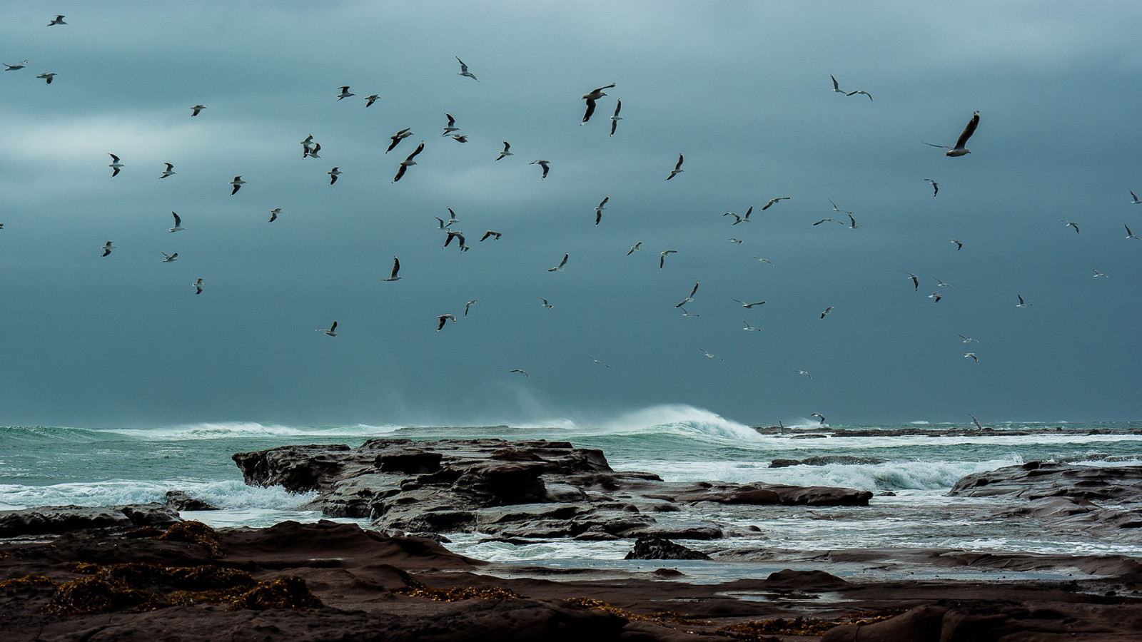 1920x1080 px, beaches, Flight, Fly, gulls, nature, ocean, sea, storm, waves