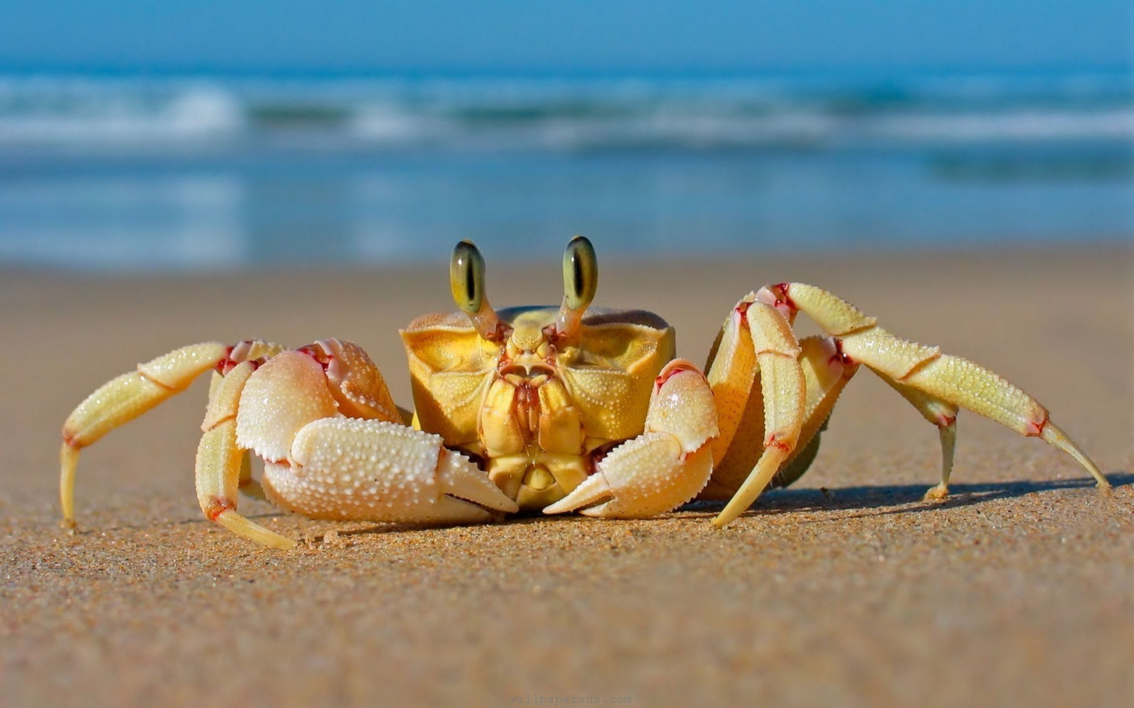 1920x1200 px, animal, beach, crab, hd, nature, ocean, sand, wallpapers