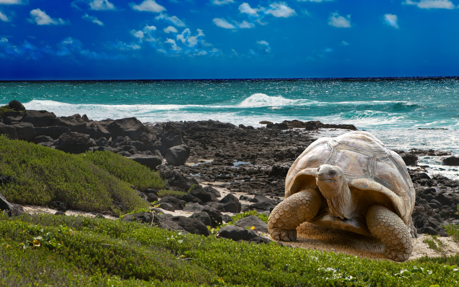 1920x1200 px, beaches, ocean, turtle