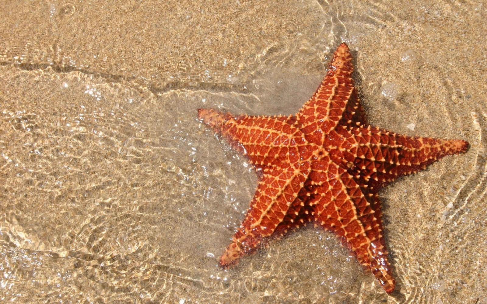 1920x1200 px, bokeh, fish, ocean, sea, sealife, starfish