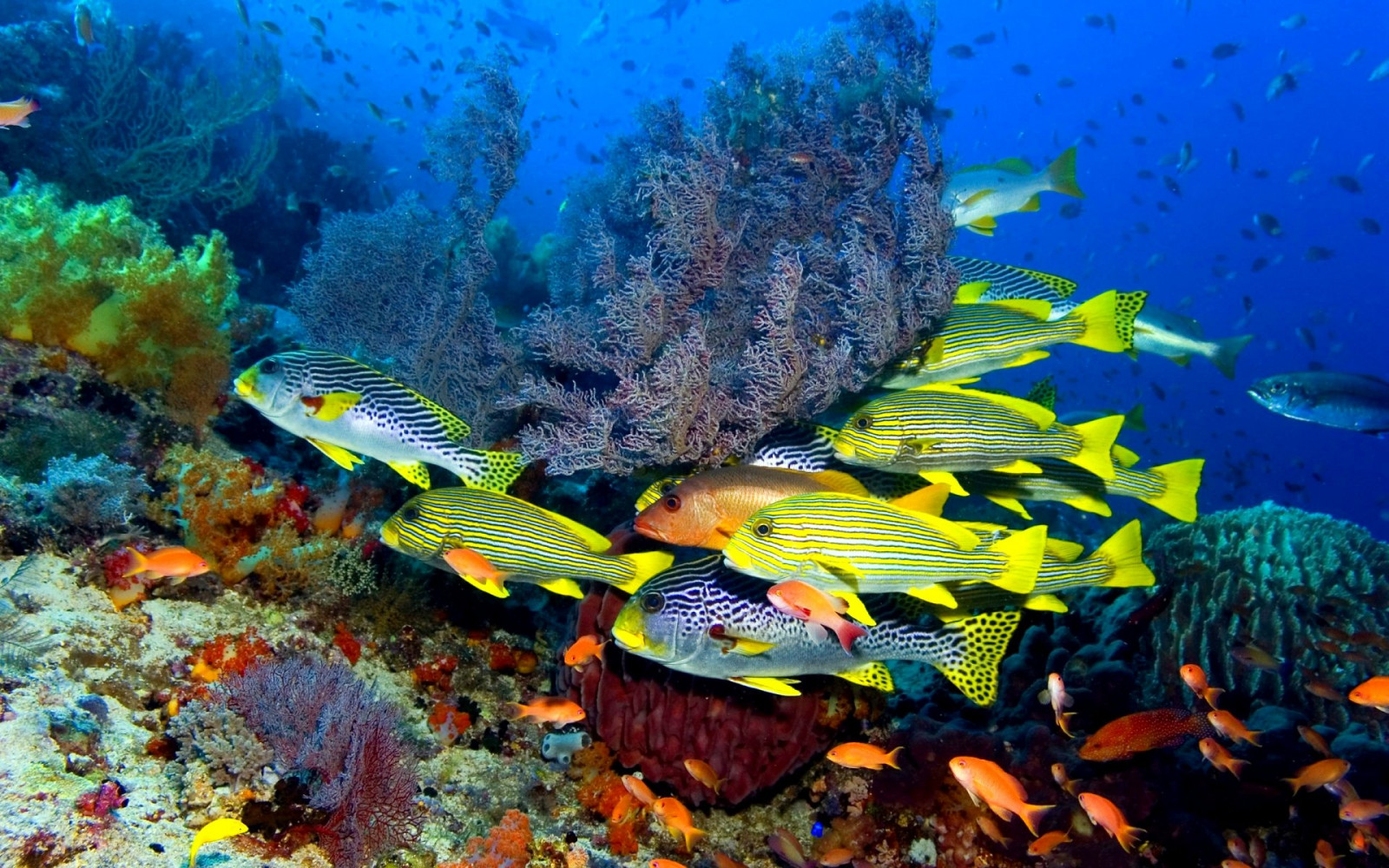 1920x1200 px, fish, fishes, nature, ocean, sea, sealife, underwater