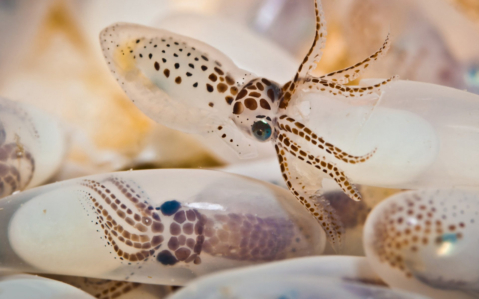 1920x1200 px, ocean, sea, sealife, squid, underwater