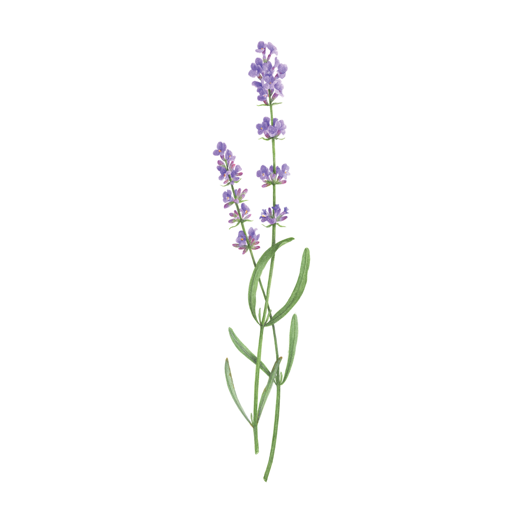 Lavender by Vincent Jeannerot from Tattly Temporary Tattoos – Tattly  Temporary Tattoos & Stickers