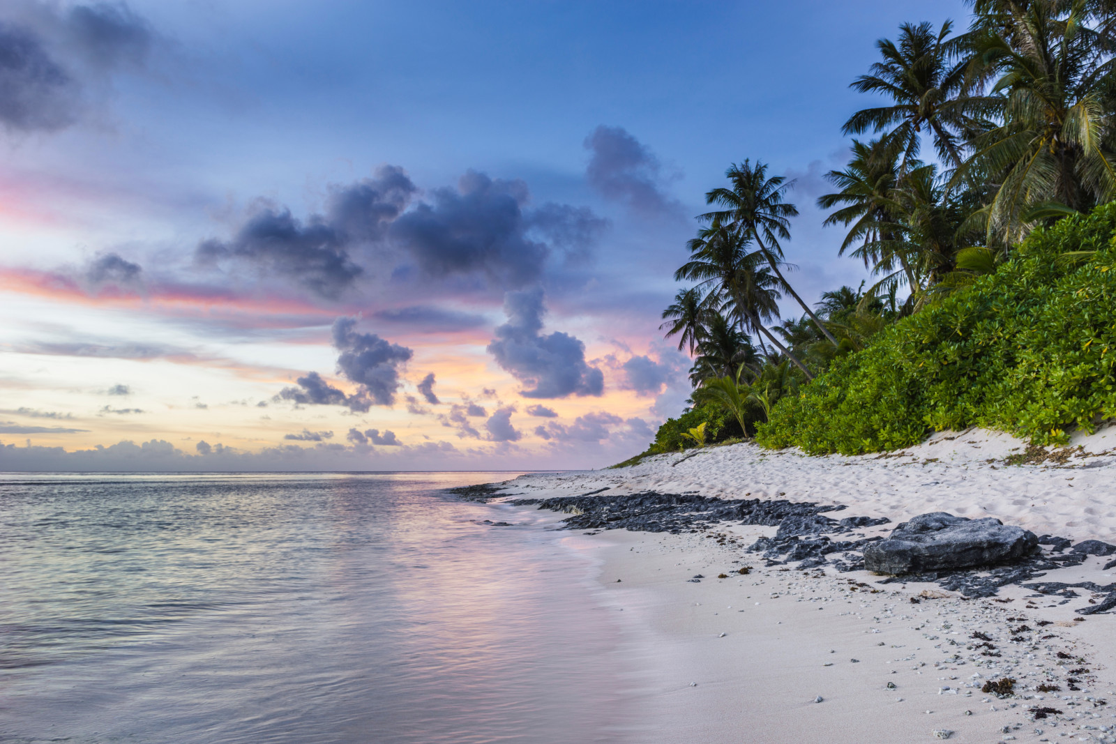 beach, palms, sand, ocean