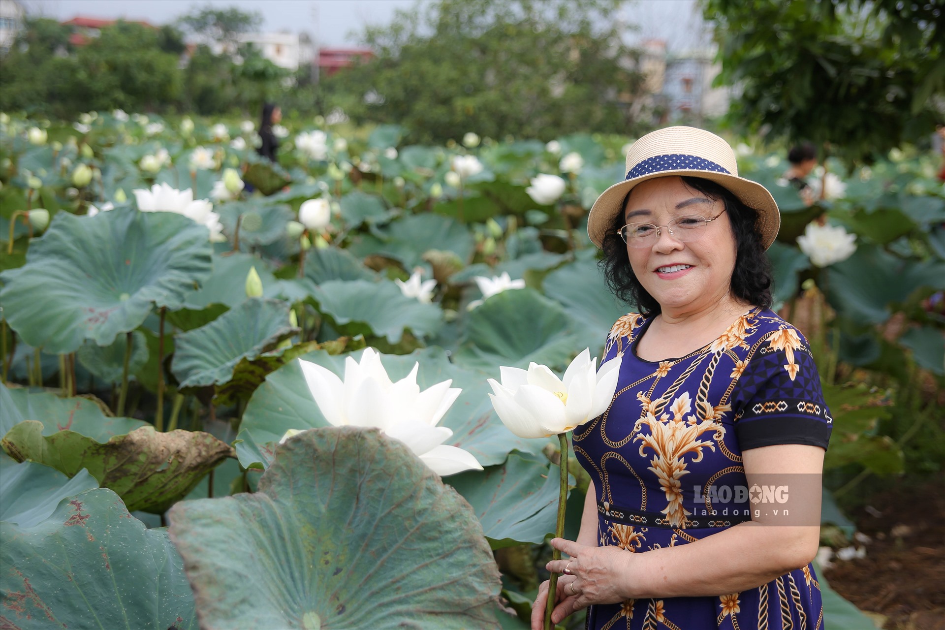 Đầm sen tỏa hương thơm ngát khiến du khách mê mẩn