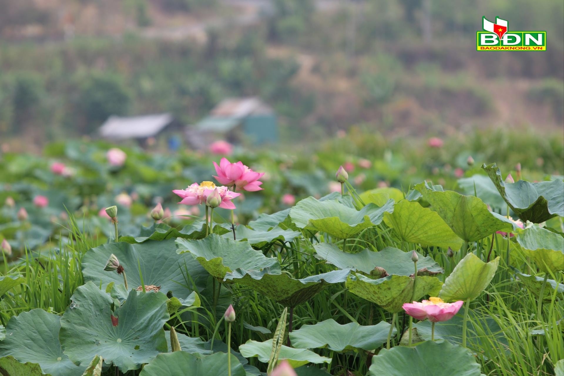 Top 200 Hình Ảnh Hoa Sen Đẹp Nhẹ Nhàng