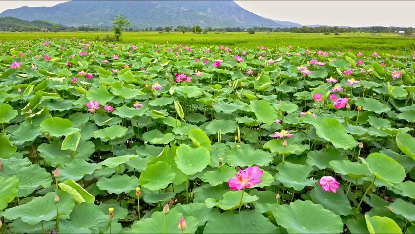 Hình nền hoa Sen đẹp nhất