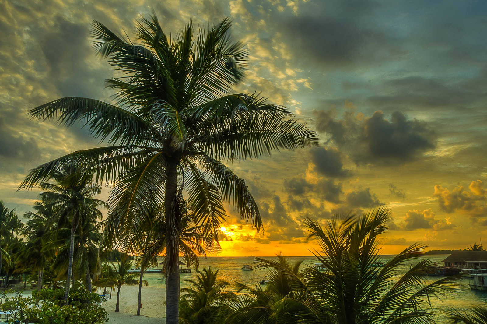 sunlight, trees, sunset, sea, sky, shadow, beach, sunrise, evening, morning, HDR, dusk, Maldives, tree, flower, plant, ocean, tropics, palms, land plant, flowering plant, woody plant, arecales, palm family, savanna, borassus flabellifer