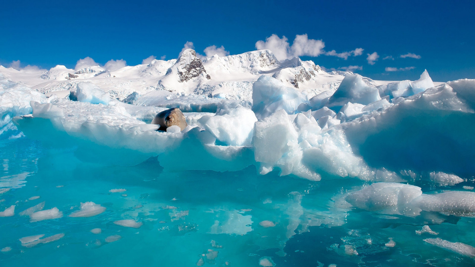 ocean, sea cat, clouds, water, ice