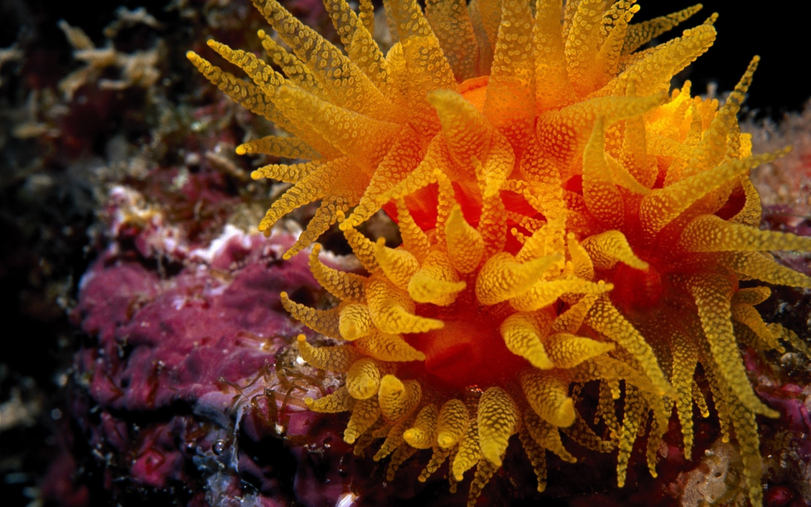 seaweed, underwater, ocean, depth, bottom