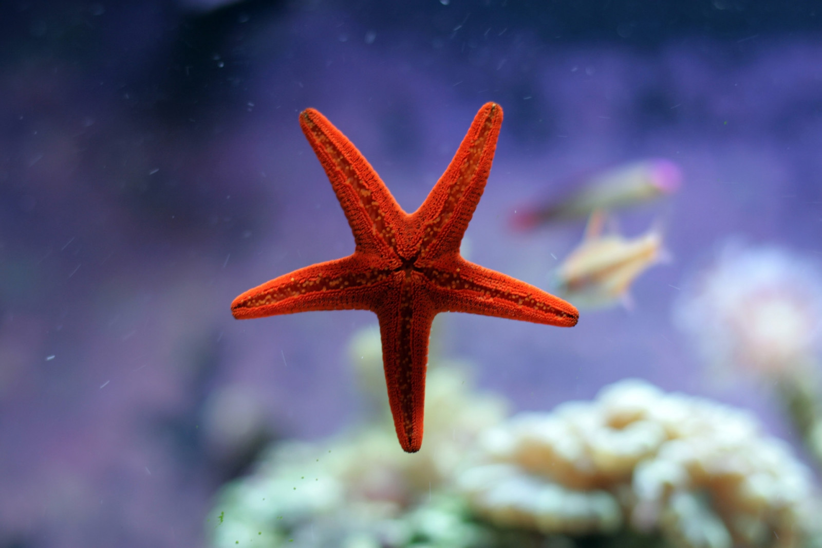 starfish, underwater, ocean