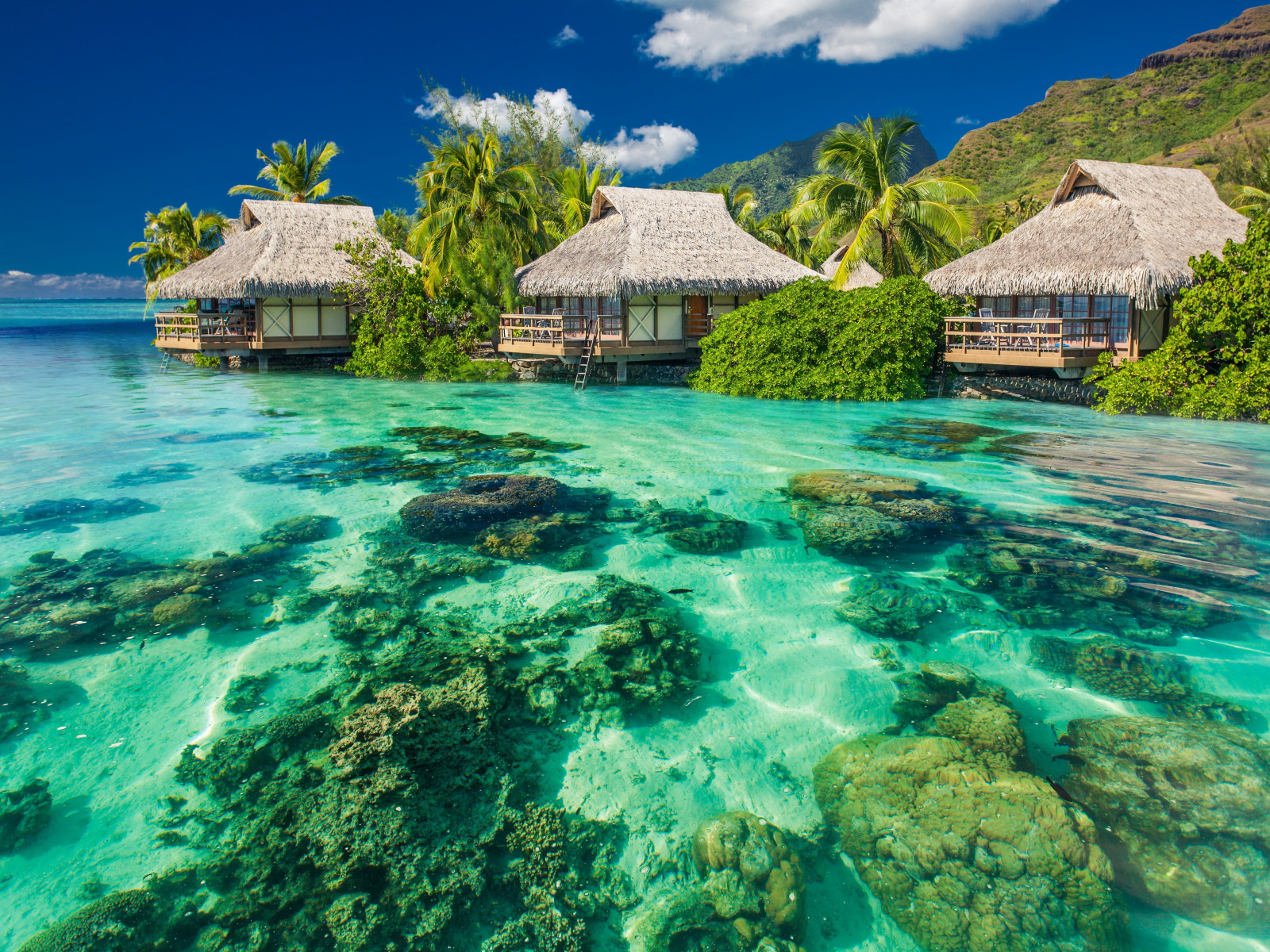 tropics, palm trees, ocean, vacation, shore